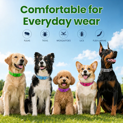 Timilk® Petlavo💥2026 Summer Best Hot Sale  🎁Buy 2 Get Free Shipping